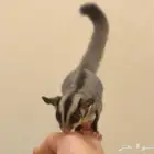 سنجاب طائر شوقر قلايدر