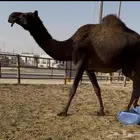 لقحه مجهم بكر ثنيه