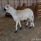 طلي سواكني تربيه