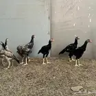 فروخ شامو ياباني