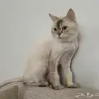 همالايا للتبني