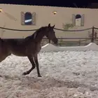 مهر واهو فاخر
