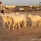 رخال حريات صنف 6 بالفحل منوة القناي