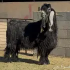 فحل عارضي فاخر
