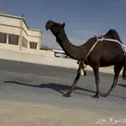 عشرا طيبه السوم 8