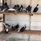 حمام قطيفي قلاب نوادر
