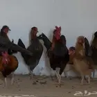 دجاج ترثه عربي اصيل