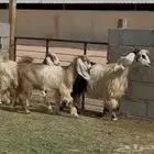 معزا مصريات متابيع متاويم عيالها ذبايح ثنتين معها 4 البيع