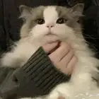 مطلوب قط او قطه للتبني