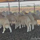 ذبايح حريه طليان مشروطه