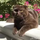 سكوتش فولد سكوتش