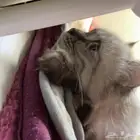 قط شيرازي للتبني ذكر ومعقم تم التبني