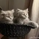 قطط للبيع