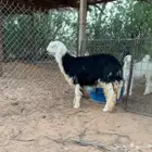 للبيع رخل نجديه مقنوي