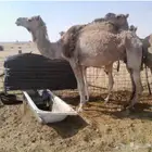 بنت مهاجر الشيبه