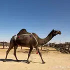 لقحه مجهم كفوو لها في القاح 6 شهور