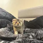 سكوتش فولد كيتن