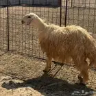 شاه