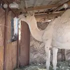 حاشي صنف للبيع مشروع فحل