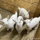 مواليد ماعز قزم ماشالله