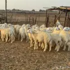 طليان ورخال حرية 36