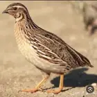 سمان