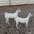 جفار عمانيه