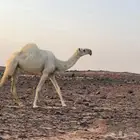 بكره لقيه كفووو رمانيه