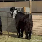 فحل عارضي ثني طيب شرط القريع