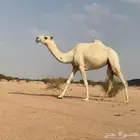 بكره طيبه رمانيه منوت القناي