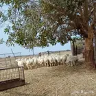 طليان ورخال 5 شهور