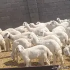بهم وطليان تربيه ذبايح للمناسبات والزواجات