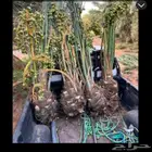 متوفر لدينا فسائل نخل مجدولي