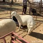 خرفان نجدي وحري ذبايح فل الفل