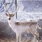 فلودير