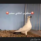مطلوب شاينيز