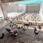 ديكة للبيع عمر 4-5 شهور العدد 400 ( فيومي وبلدي )