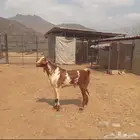تيس بيشي كفو رباع
