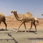 بكره شقحاء