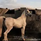 حصان ورق