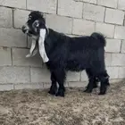 تيس عارضي 5 شهور