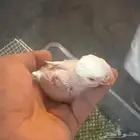 فروخ روز غار