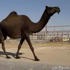 لقحه سنها ثنيه مجهم