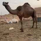 ناقه ميت ولدها فيها ديد خربان والباقي سليمه