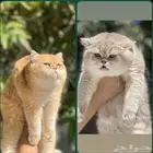 قطط بريتش TOB