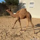 قعود تحت امه