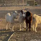 معزا مضاريع فاخره