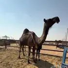 مميت اليوم وديدها رقم واحد الى بيضير