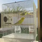 طيور بادجي للبيع