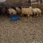 ذبايح بريه